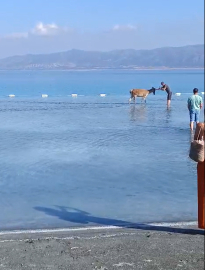 Salda Gölü'ne giren kızılgeyik tatilcilere kendini sevdirdi