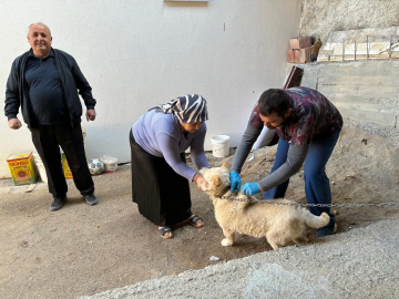 Sahipli kedi ve köpekler çiplendi