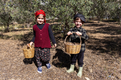 Minikler zeytin hasadında