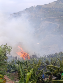 Muz bahçeleri ve makilik alan yandı