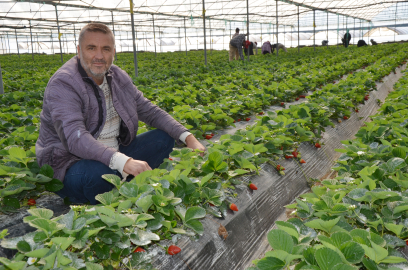 Serik'te turfanda çilek hasadı başladı