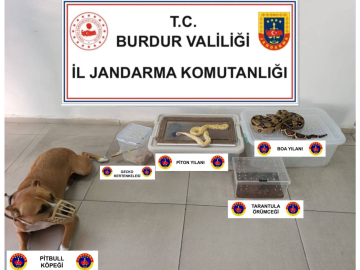 Evde yılan, örümcek ve kertenkele ele geçirildi
