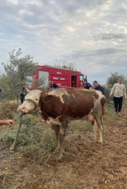 Serik'te su kanalına düşen inek kurtarıldı