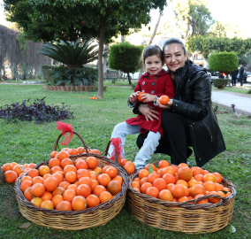 Antalya'nın turunçları Korkuteli'nden sofralara uzanıyor