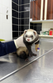 Gelincik sağlığına kavuşturuldu