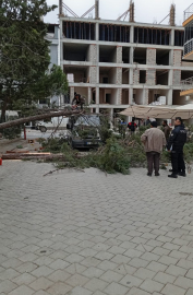 Çam ağacı minibüs üzerine devrildi