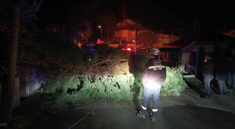 Rüzgar ağacı devirdi, elektrik telleri koptu