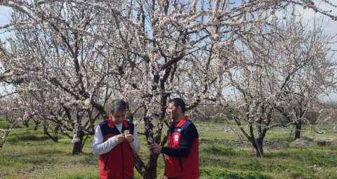Zirai don sonrası hasar tespiti