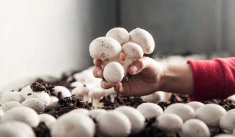 Korkuteli’de mantar yetiştiriciliği kursu