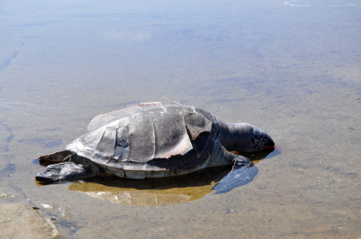 Caretta caretta ölüsü sahile vurdu