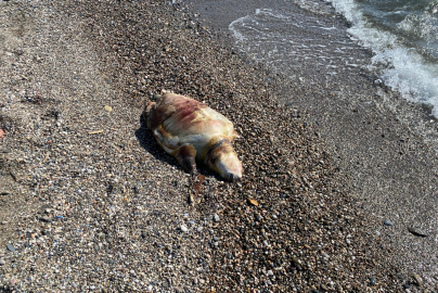 Deniz kaplumbağası ölüsü sahile vurdu