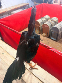 Horoz dövüşüne jandarma baskını