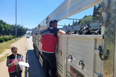 Hayvan nakil araçlarına sıkı denetim 