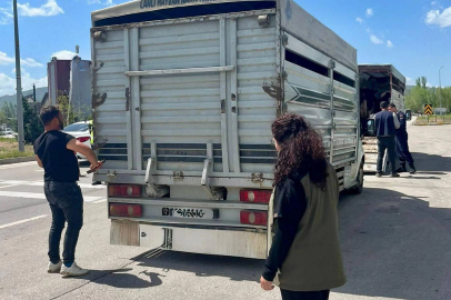 Canlı hayvan nakil araçlarına denetim