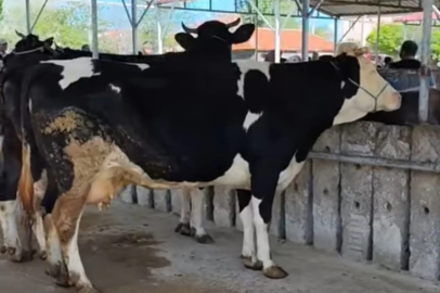 Hayvan pazarında 'kurban' hareketliliği