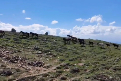 Emirdağları'nın zirvesinde yılkı atlarını görüntülediler