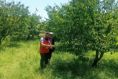 'Yağış kiraz rekoltesini azalttı'