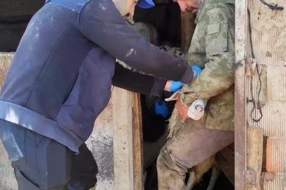 Hayvancılık işletmelerine 'sağlık' taraması 